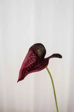 Specktrum Artificial Flowers - Burgundy Anthurium small