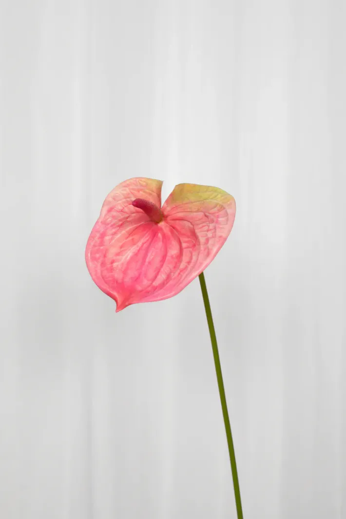 Specktrum Artificial Flowers - Rose Anthurium