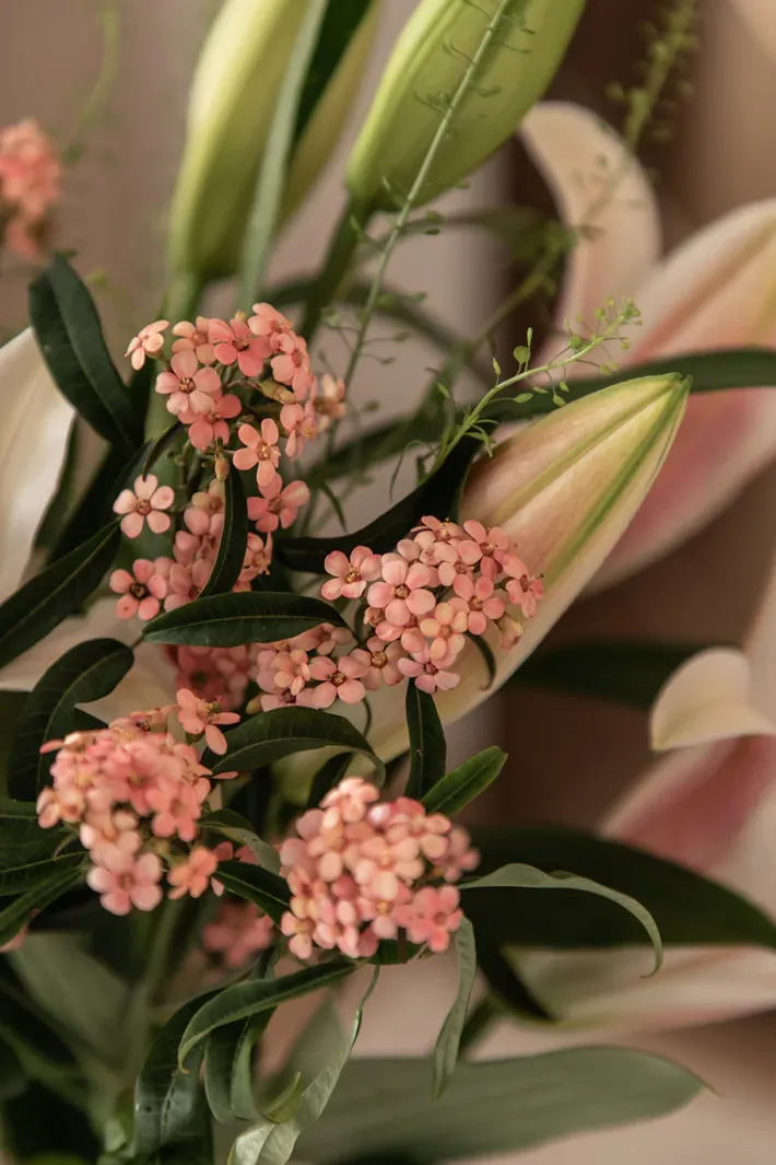 Specktrum Evelyn Vase - Clear Small